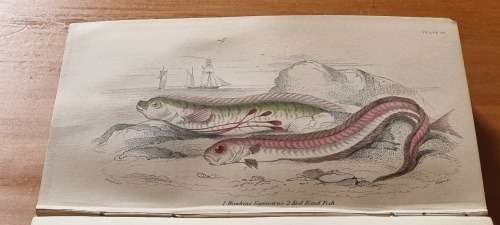 1850 History of British Fishes, Two Volume Set. by Hamilton, Robert. 68 HAND COLOURED PLATES!