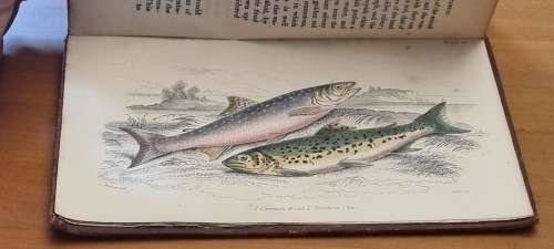1850 History of British Fishes, Two Volume Set. by Hamilton, Robert. 68 HAND COLOURED PLATES!
