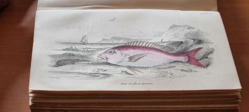 1850 History of British Fishes, Two Volume Set. by Hamilton, Robert. 68 HAND COLOURED PLATES!