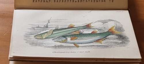 1850 History of British Fishes, Two Volume Set. by Hamilton, Robert. 68 HAND COLOURED PLATES!