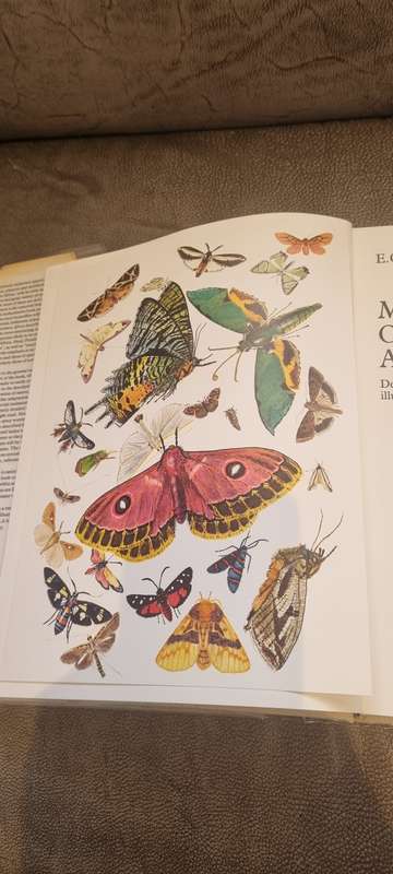 Moths of Southern Africa. Descriptions and colour illustrations of 1183 species. Pinhey, E.C.G.