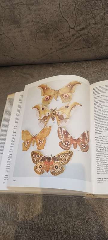 Moths of Southern Africa. Descriptions and colour illustrations of 1183 species. Pinhey, E.C.G.