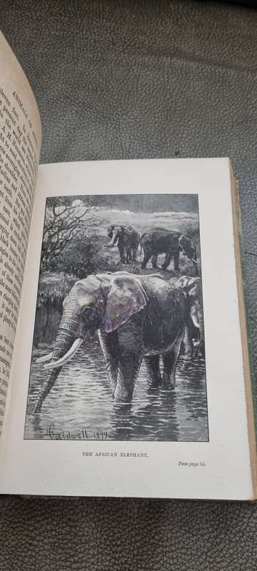 Animals of Africa Bryden, H.A. Illustrated by E. Caldwell. 1909 Edition!