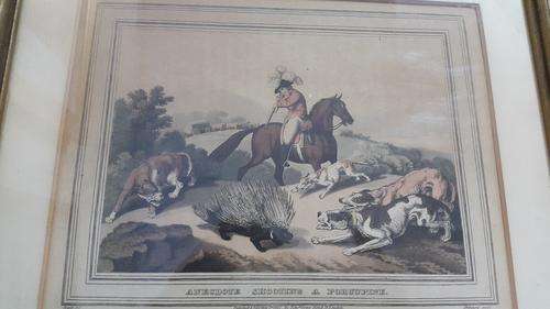 Hand Coloured 1813 Aquatint by Samuel Howitt (1765-1822). Anecdote Shooting a Porcupine. Hunting.