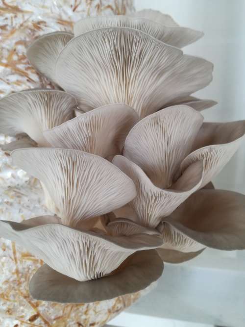 Hobby Oyster Mushrooms Training Kit