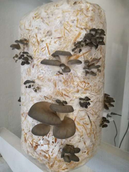 Hobby Oyster Mushrooms Training Kit