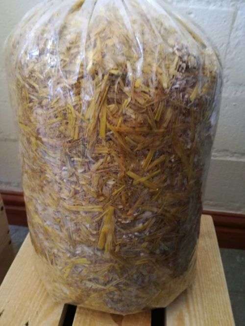 Hobby Oyster Mushrooms Training Kit