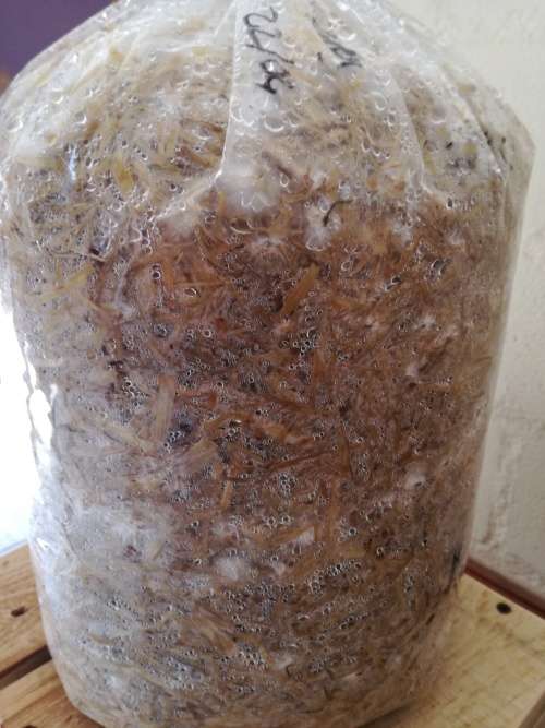 Oyster Mushroom Training Kit with consumables