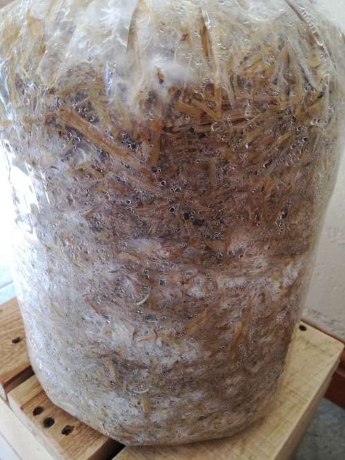 Hobby Oyster Mushrooms Training Kit