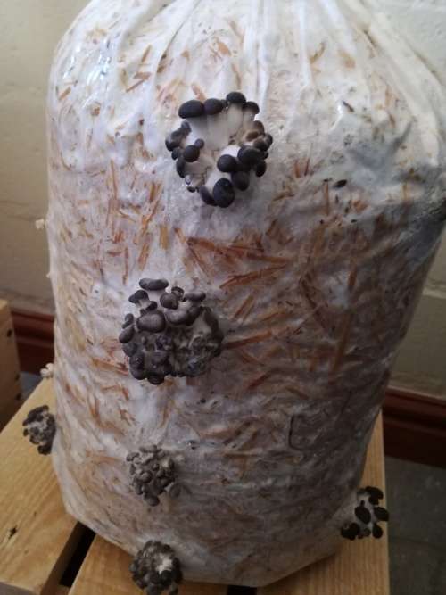 Hobby Oyster Mushrooms Training Kit