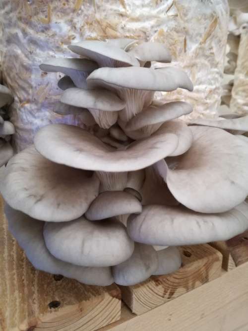 Hobby Oyster Mushrooms Training Kit