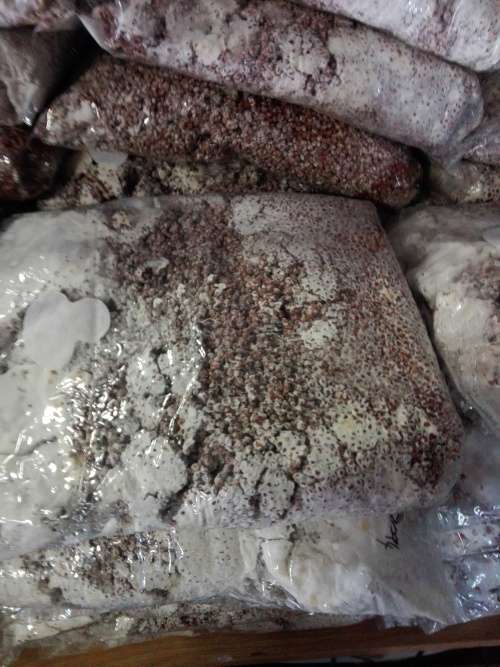 Mushrooms Spawn 1.5kg