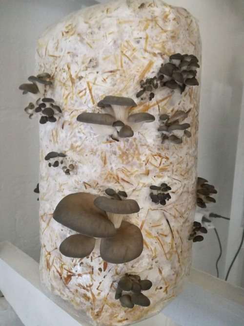 Mushrooms Spawn 1.5kg