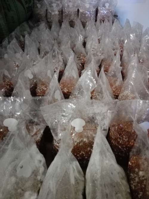 Mushrooms Spawn 1.5kg