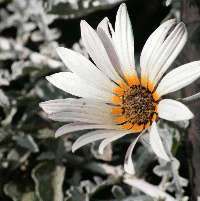 ARCTOTIS STOECHADIFOLIA ~ Silver arctotis - kusgousblom x 10 plants