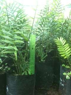 Encephalartos cycad seedlings, many species