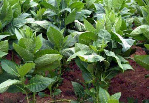 Rare Organic Seeds Smoking Tobacco Makhorka (Nicotiana Rustica) x50 Seeds