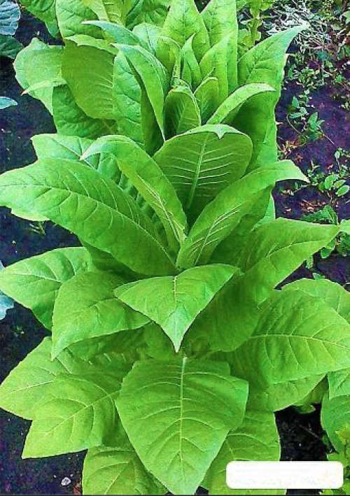 Rare Organic Smoking Tobacco Seeds `Dubek` (Nicotiana tabacum) 20 seeds.