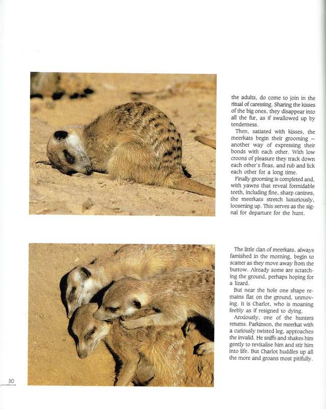 Meerkat Valley