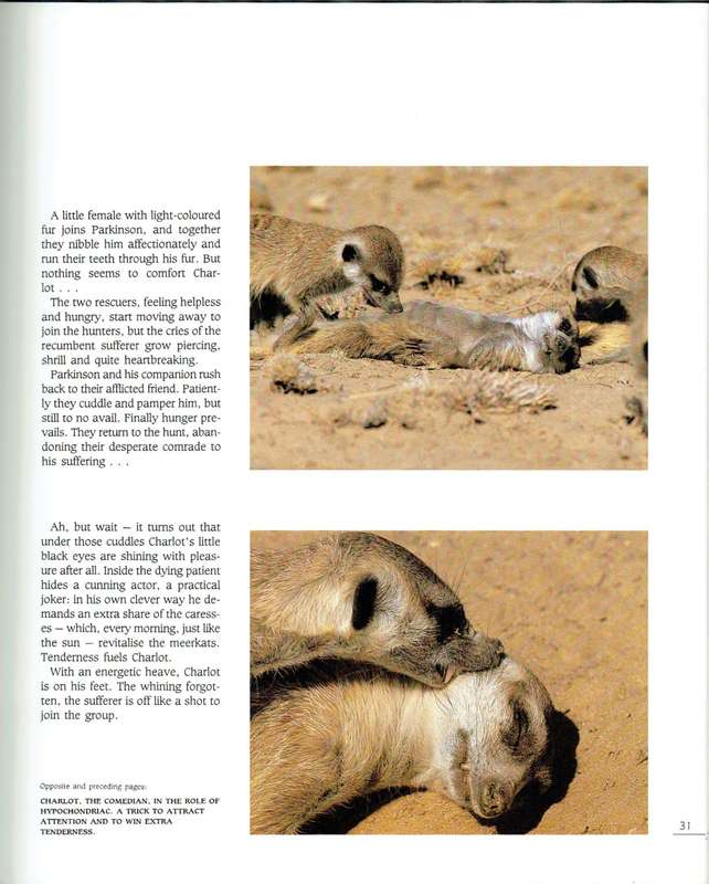 Meerkat Valley