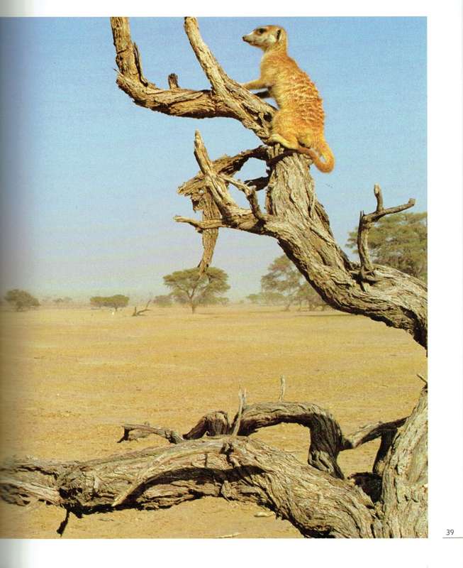 Meerkat Valley