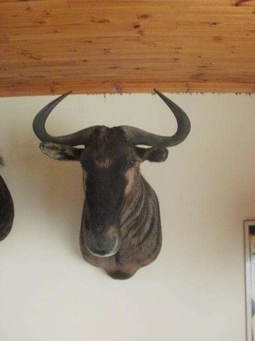 BLOUWILDE BEEST MOUNT/TROPHY