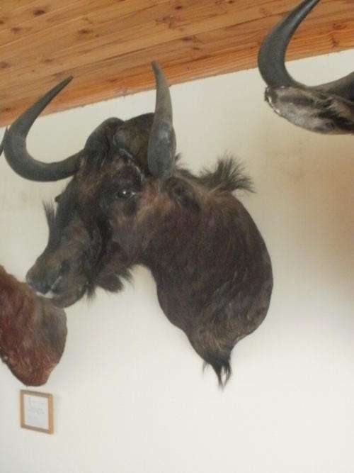 BLOUWILDE BEEST MOUNT/TROPHY