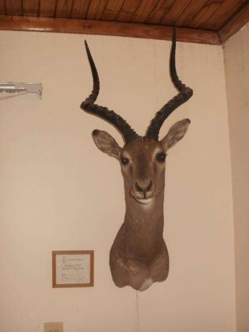 SOUTHERN IMPALA MOUNT/TROPHY - ROWLAND WARD'S, RECORD OF BIG GAME