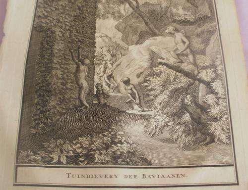 "TUINDIEVERY DER BAVIAANEN" PICTURE
