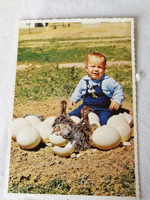 Postcard: Ostrich Eggs