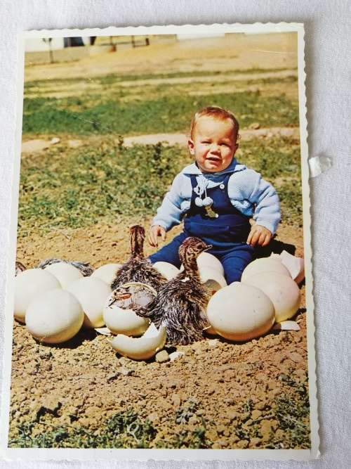 Postcard: Ostrich Eggs