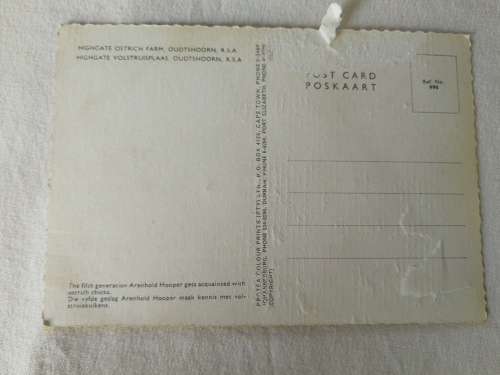 Postcard: Ostrich Eggs