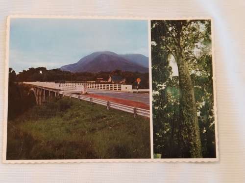 Paul Sauer Bridge, and the Big tree. Tsitsikama Forest Cape.