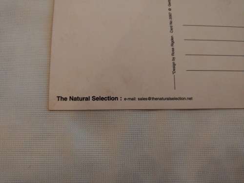 The Natural Selection: design by Rose Rigden