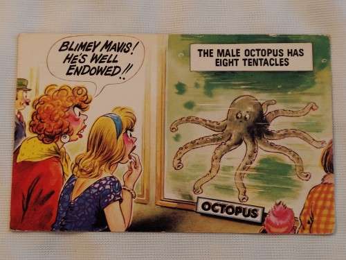 The Male Octopus has eight tentacles:  Post card