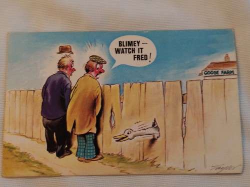 `Blimey -watch it Fred! Post Card