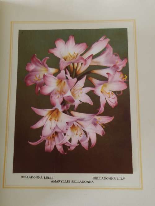 Our South African Flora - Incomplete
