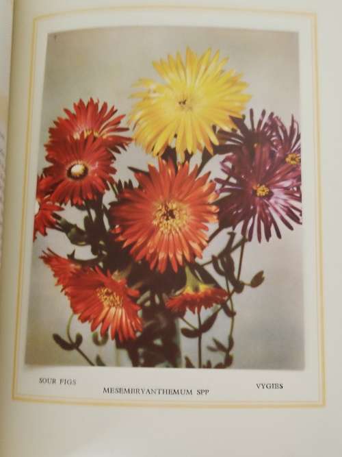 Our South African Flora - Incomplete