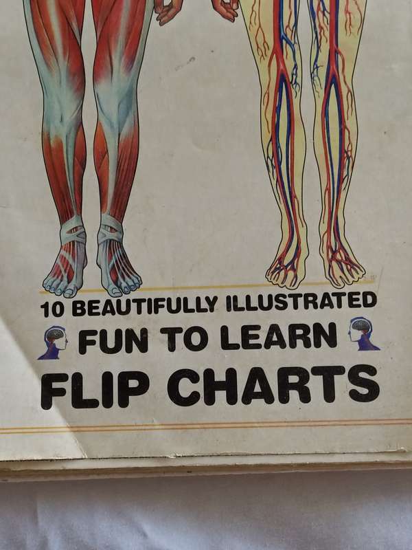 Human Anatomy flip chart