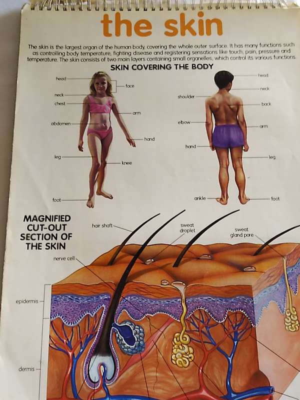 Human Anatomy flip chart
