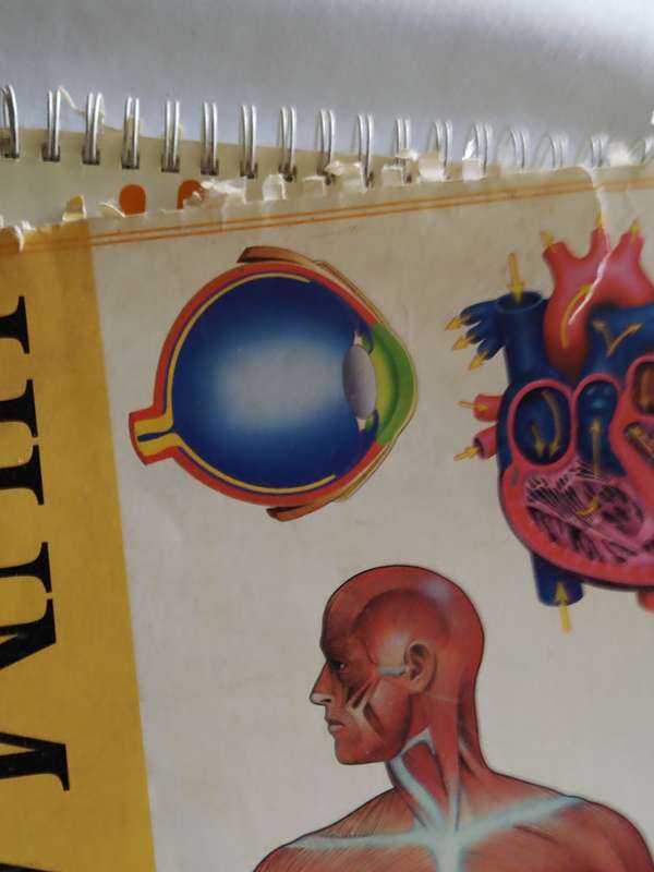 Human Anatomy flip chart