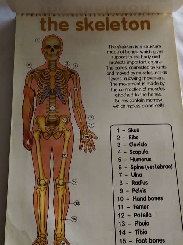Human Anatomy flip chart