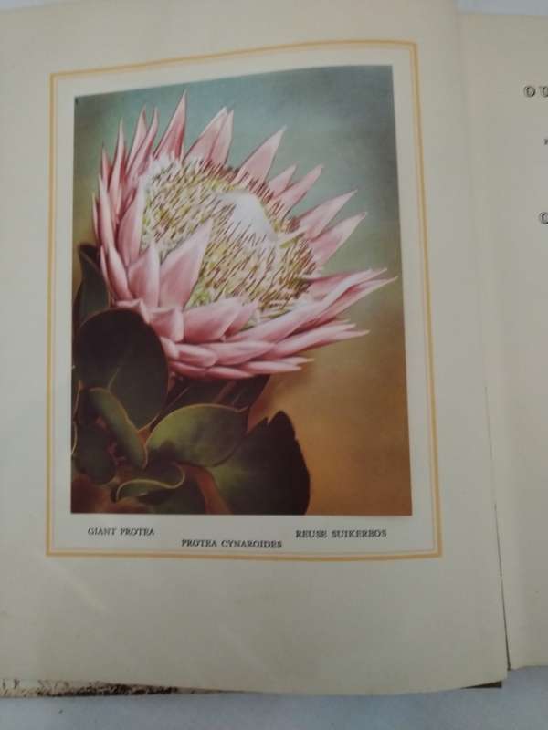 Our South African Flora/Ons Suid-Afrikaanse Plantegroei