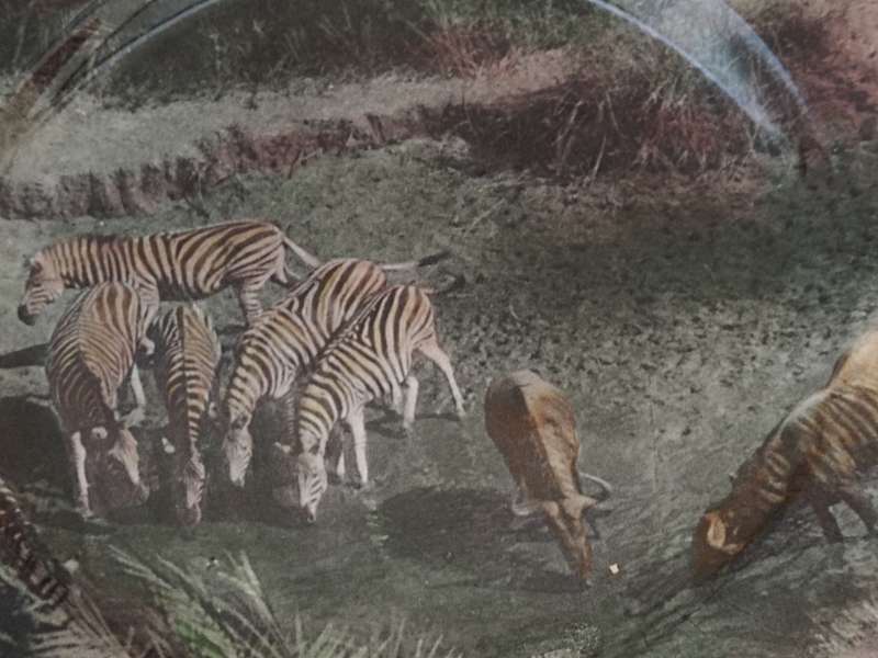 Royal Doulton, South African Series. Game at Drinking Pool. African Game Reserve