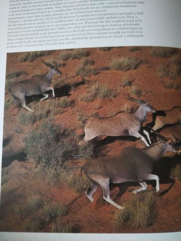 Wilde Diere van Suid Afrika