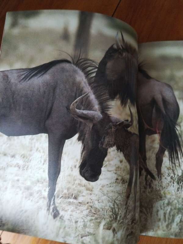 Wilde Diere van Suid Afrika