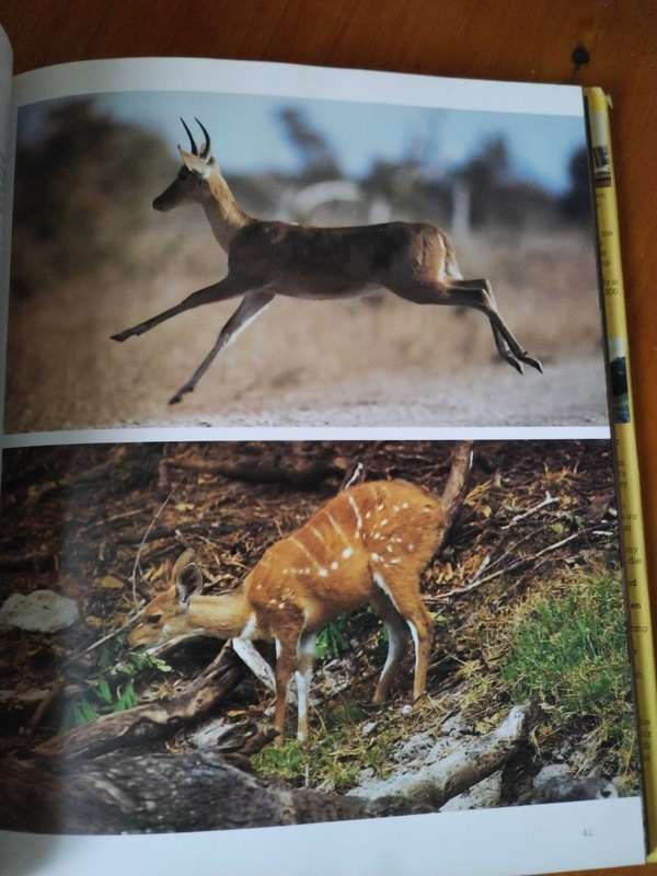 Wilde Diere van Suid Afrika