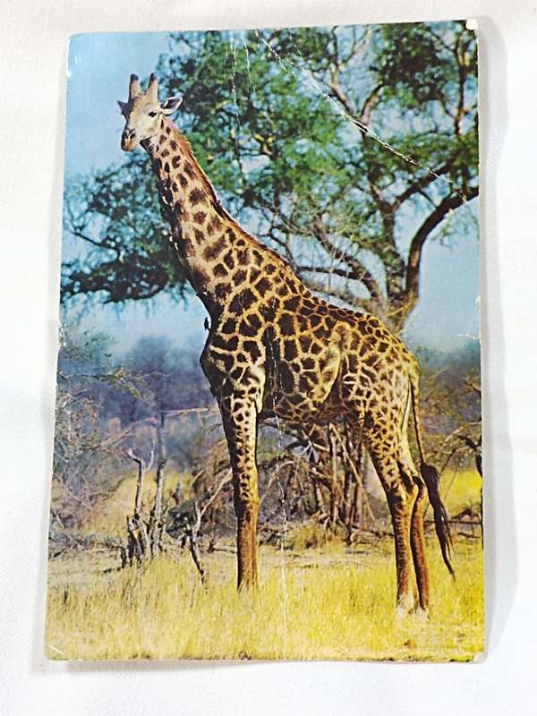 Giraffe Bull: A Veld life card publish by R. A. Bouriay Greendale, Southern Rhodesia post card