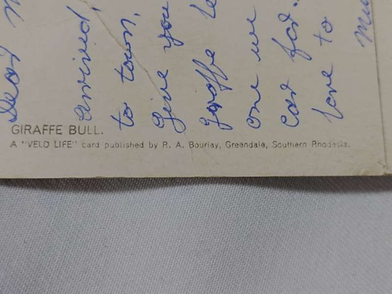 Giraffe Bull: A Veld life card publish by R. A. Bouriay Greendale, Southern Rhodesia post card