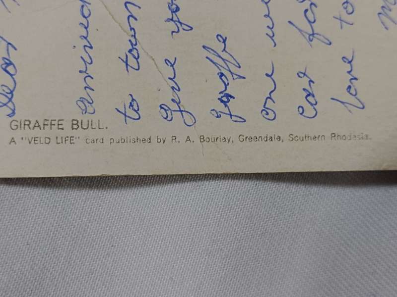 Giraffe Bull: A Veld life card publish by R. A. Bouriay Greendale, Southern Rhodesia post card